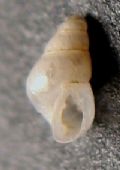 Odostomia striolata